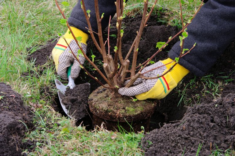 Bush Planting Service in Ventura County, CA