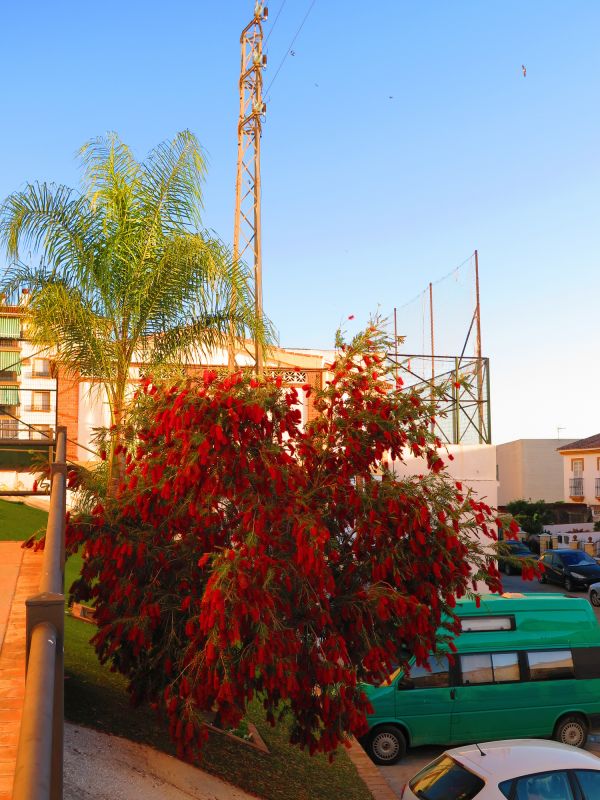 Bush Replacement in Ventura County, CA