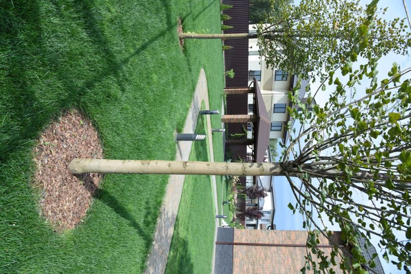 Dogwood Tree Planting in Ventura County, CA