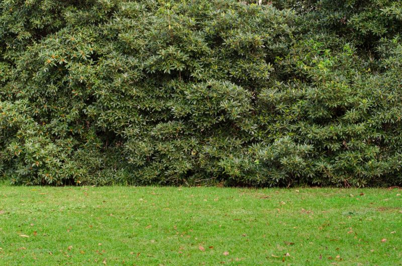 Hedge Landscaping in Ventura County, CA