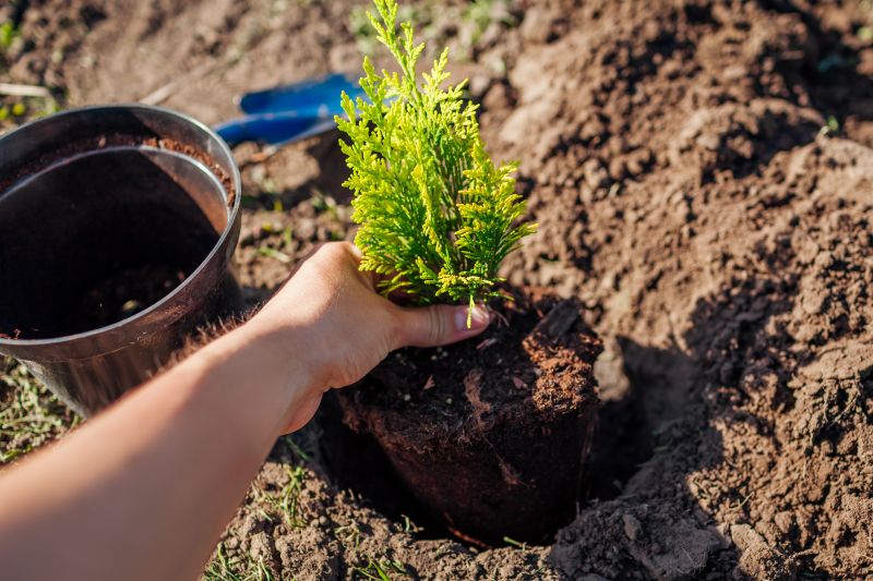 Japanese Cherry Tree Planting in Ventura County, CA