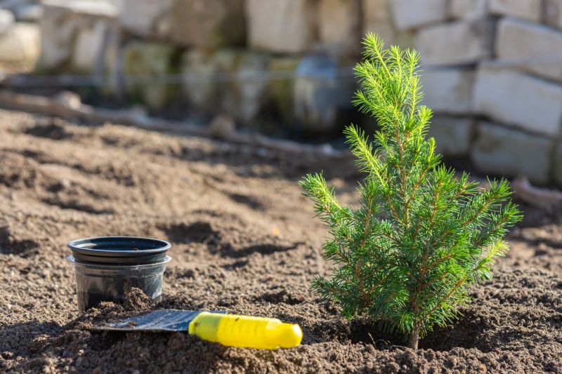Japanese Maple Planting in Ventura County, CA
