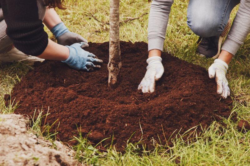 Japanese Maple Planting in Ventura County, CA