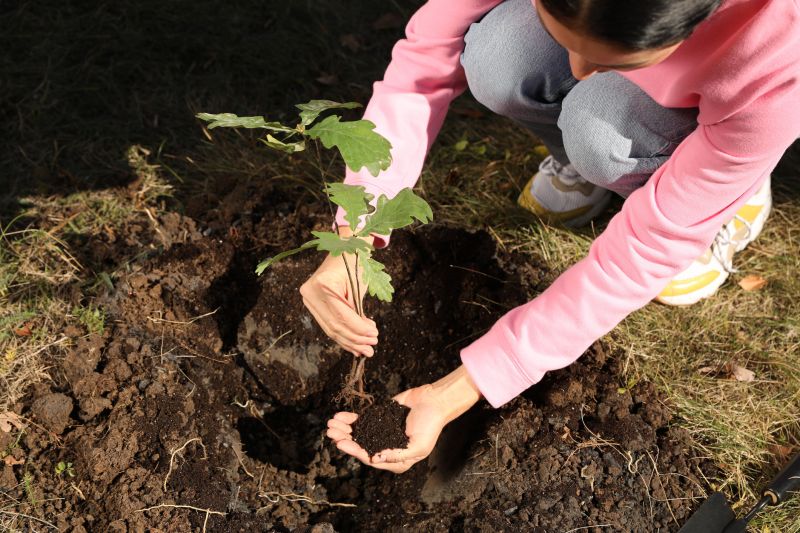 Magnolia Tree Planting in Ventura County, CA