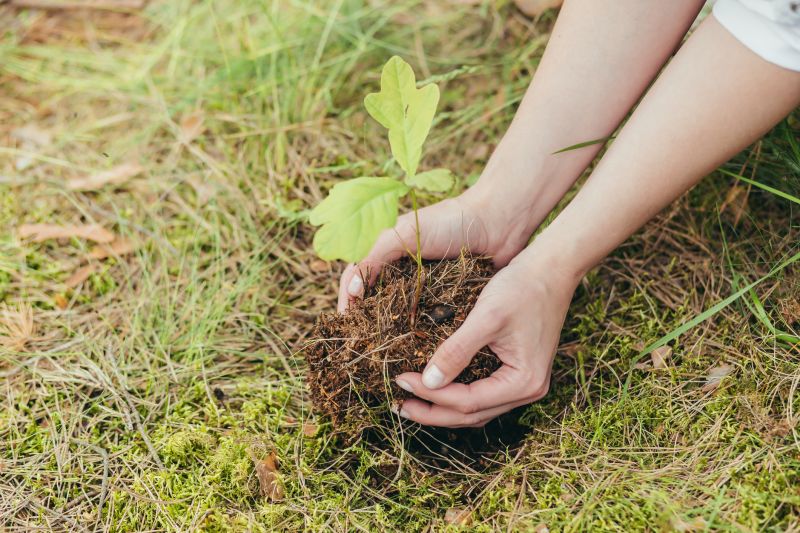Oak Tree Planting in Ventura County, CA