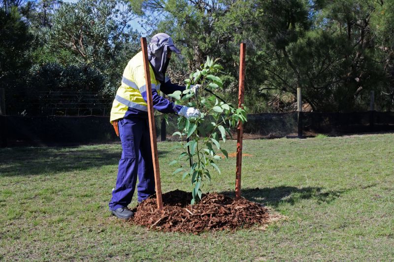 Oak Tree Planting in Ventura County, CA