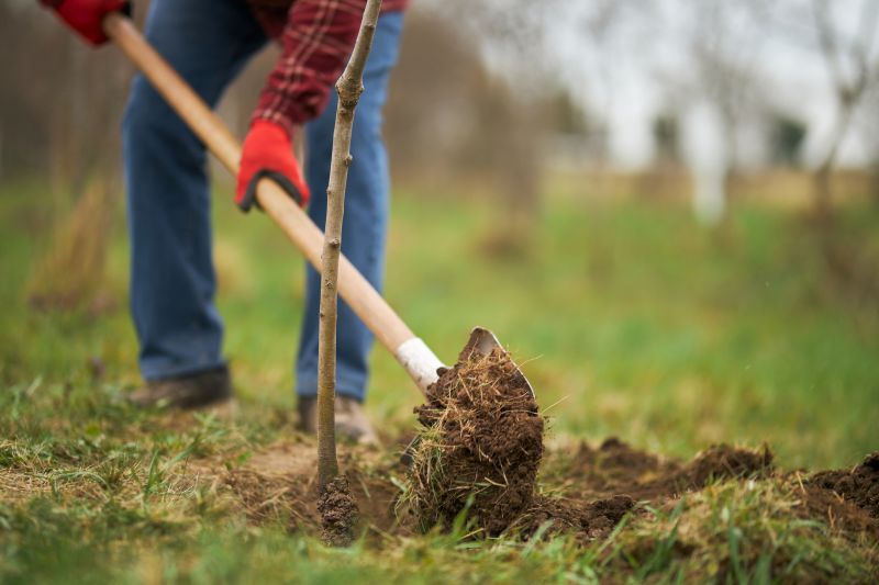 Orchard Planting in Ventura County, CA