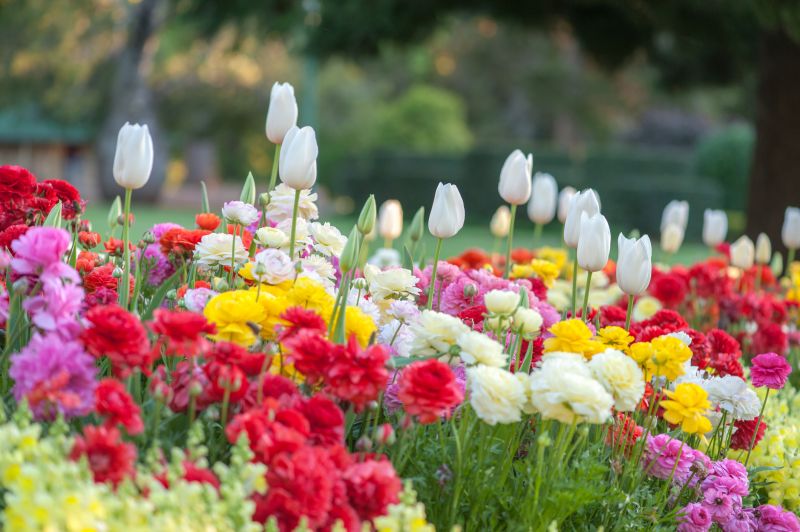 Perennial Landscaping in Ventura County, CA