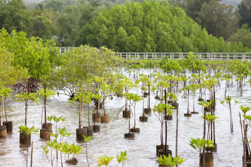 Pine Tree Planting in Ventura County, CA