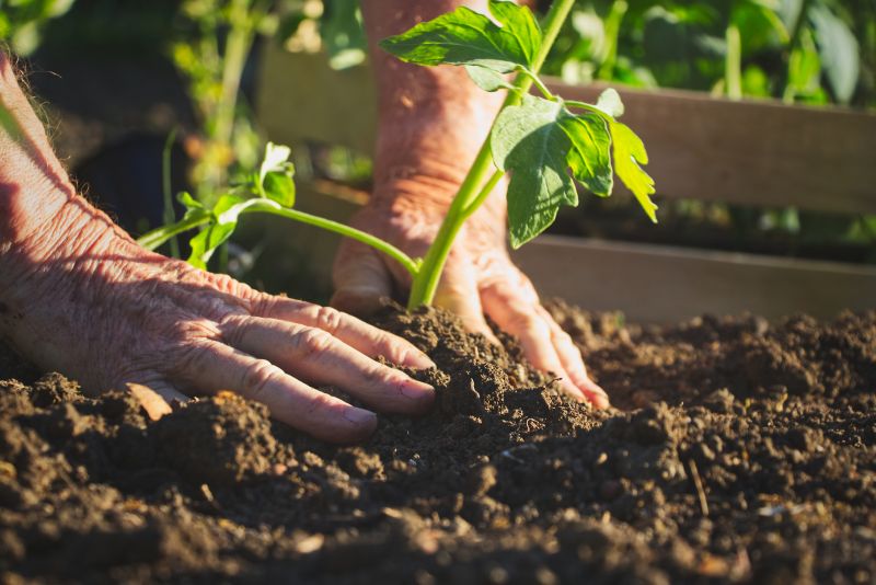 Plant Replacement in Ventura County, CA