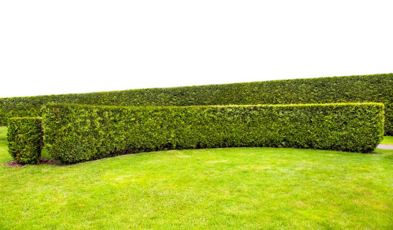Privacy Hedge Planting in Ventura County, CA