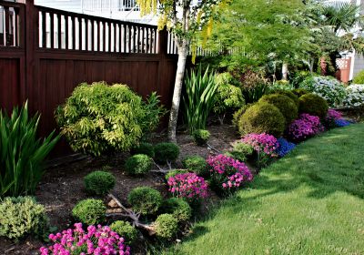 Privacy Shrub Planting in Ventura County, CA