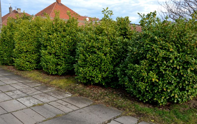 Shrub Planting Service in Ventura County, CA