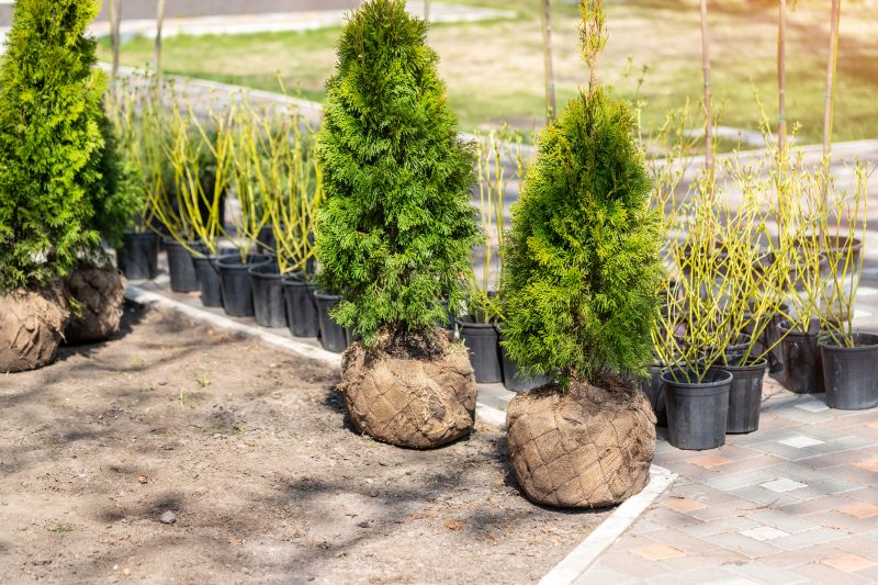 Shrub Replacement in Ventura County, CA