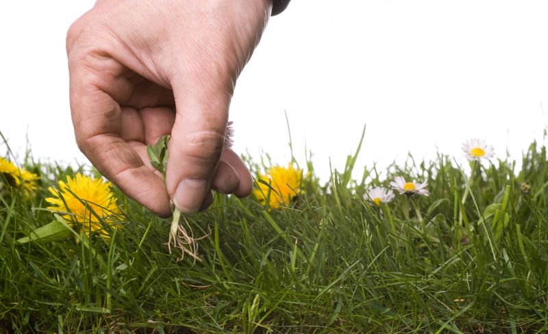 Spring Garden Maintenance in Honolulu, HI