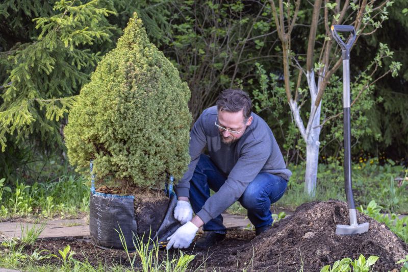 Tree Installation Service in Ventura County, CA