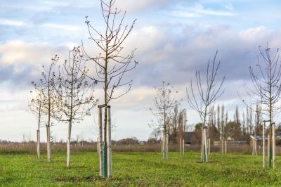 Tree Landscaping in Ventura County, CA