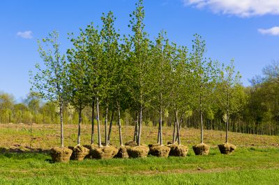 Tree Landscaping in Ventura County, CA