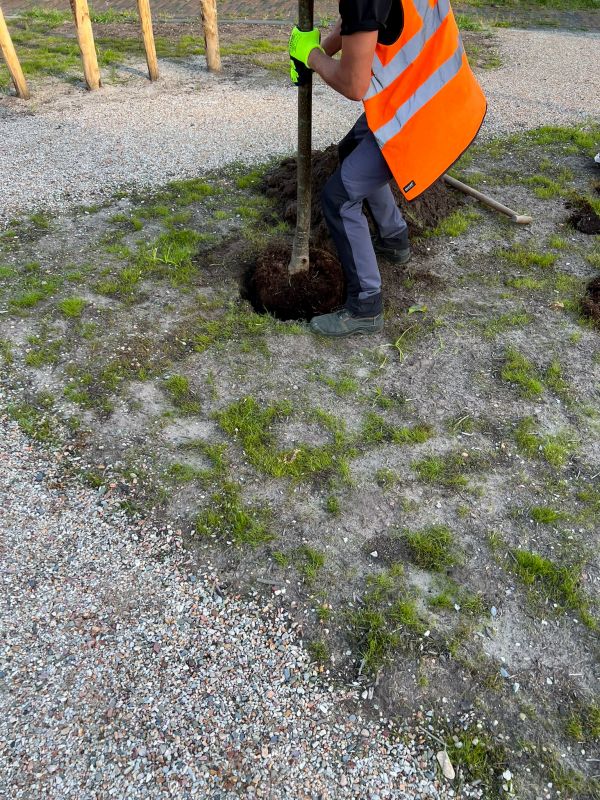 Orchard Planting in Ventura County, CA