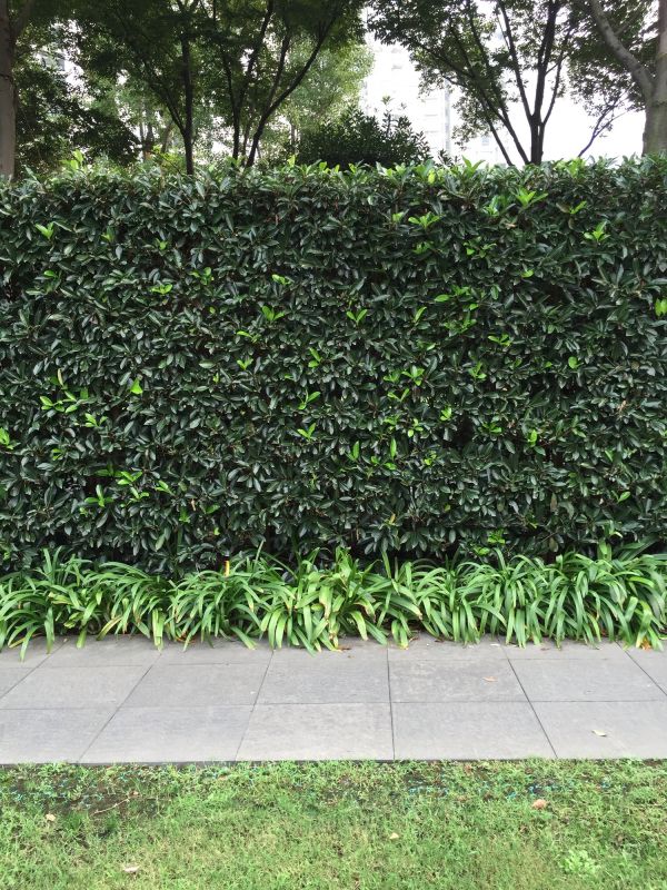 Privacy Shrub Installation in Ventura County, CA